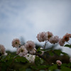 空とバラと