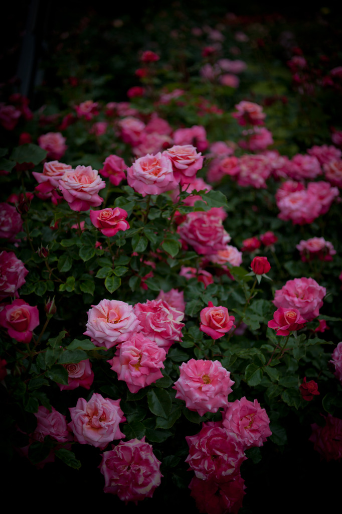 Rose 2