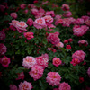 Rose 2