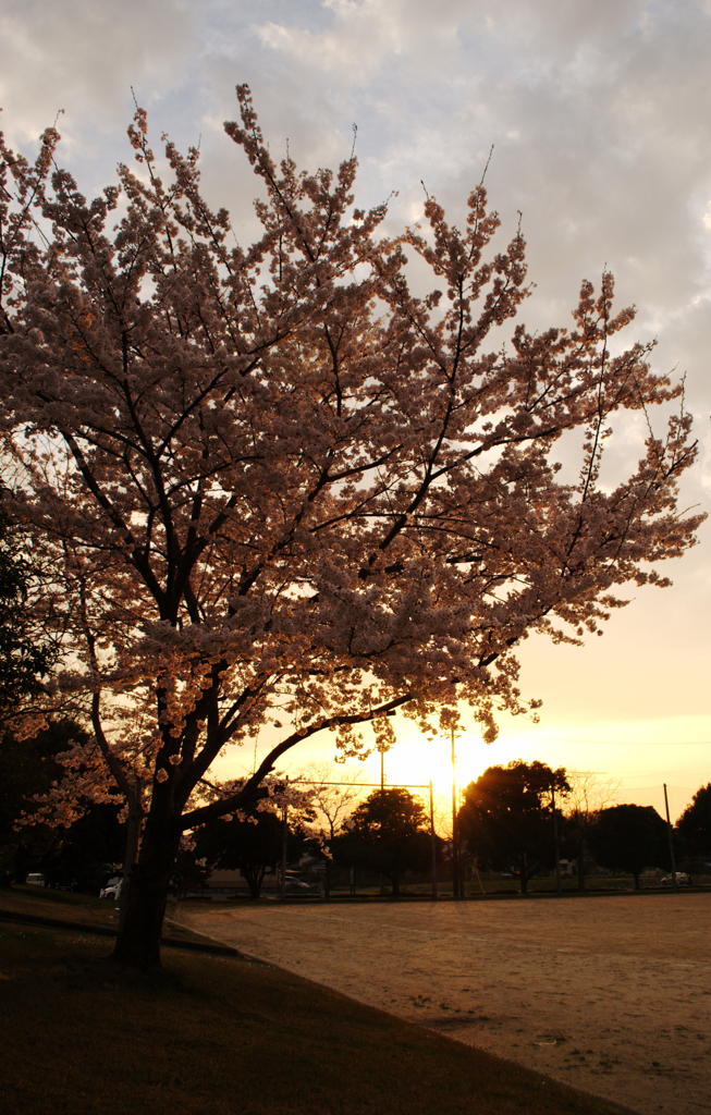 桜納め
