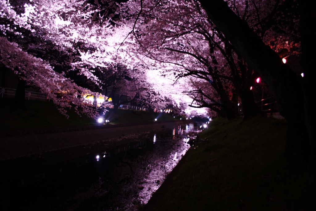 五条川 夜桜　４