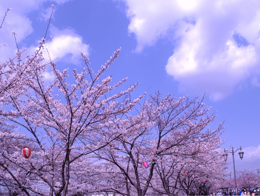 五条川の桜