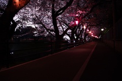 五条川 夜桜　１