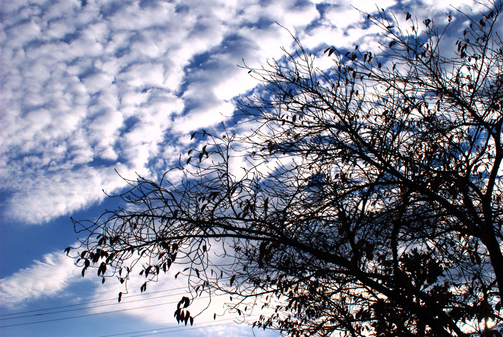 秋の空