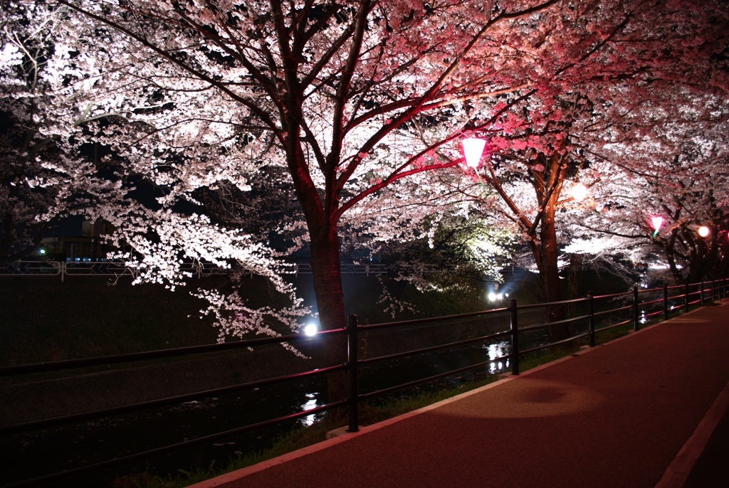 五条川 夜桜　２