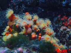 30511408_org