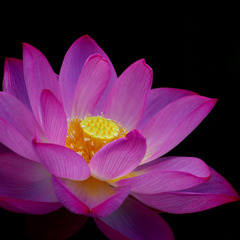 The lotus