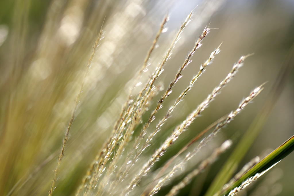 Shiny gold grasses..