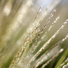 Shiny gold grasses..