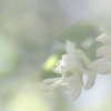 snow　white