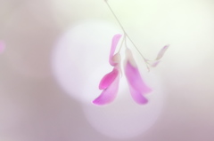 pink　fantasy