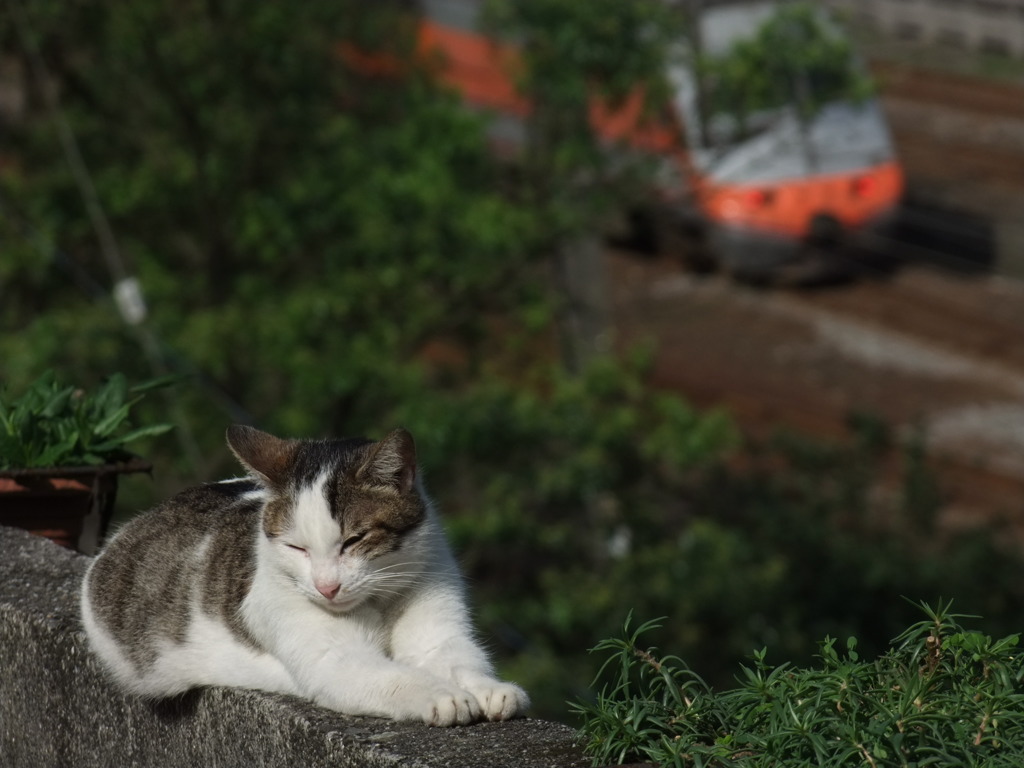 GW台湾、猫の街と特急列車