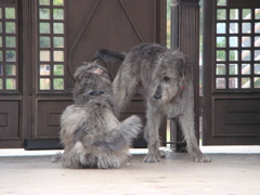 GIANT DOGS!