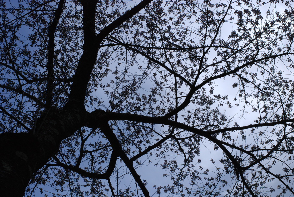 大きな桜の木の下で