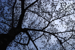 大きな桜の木の下で
