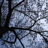 大きな桜の木の下で
