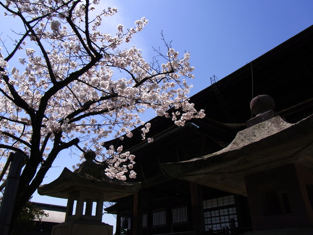 善光寺桜