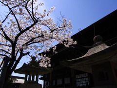 善光寺桜