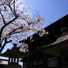 善光寺桜