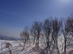 山の木々