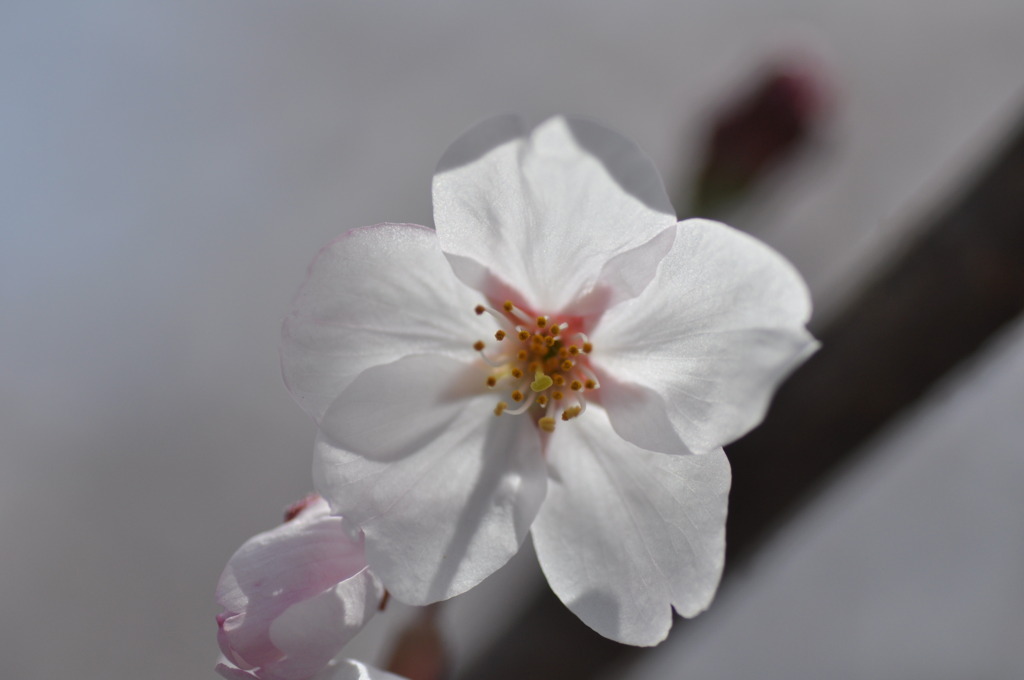 疎水の桜３