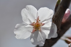 疎水の桜２