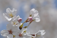 疎水の桜１