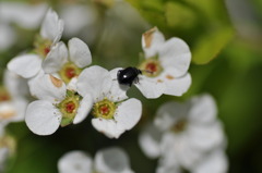 疎水の甲虫