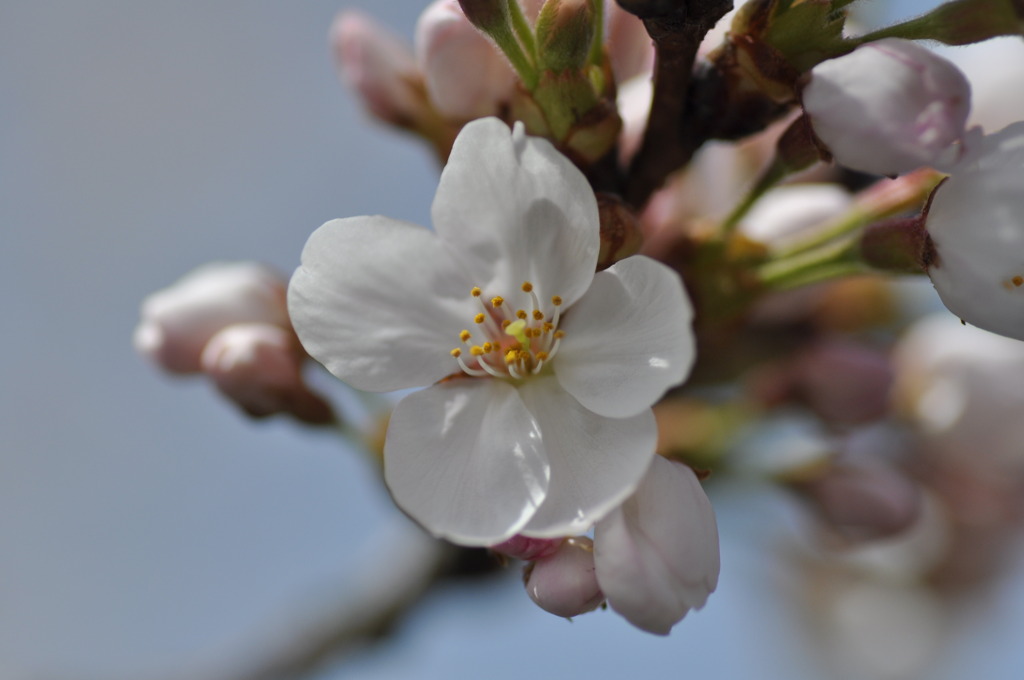 疎水の桜４