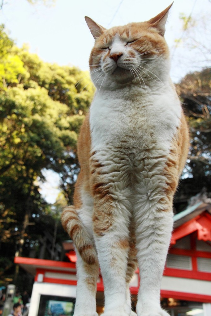 狛犬・・・じゃなく、こまねこ