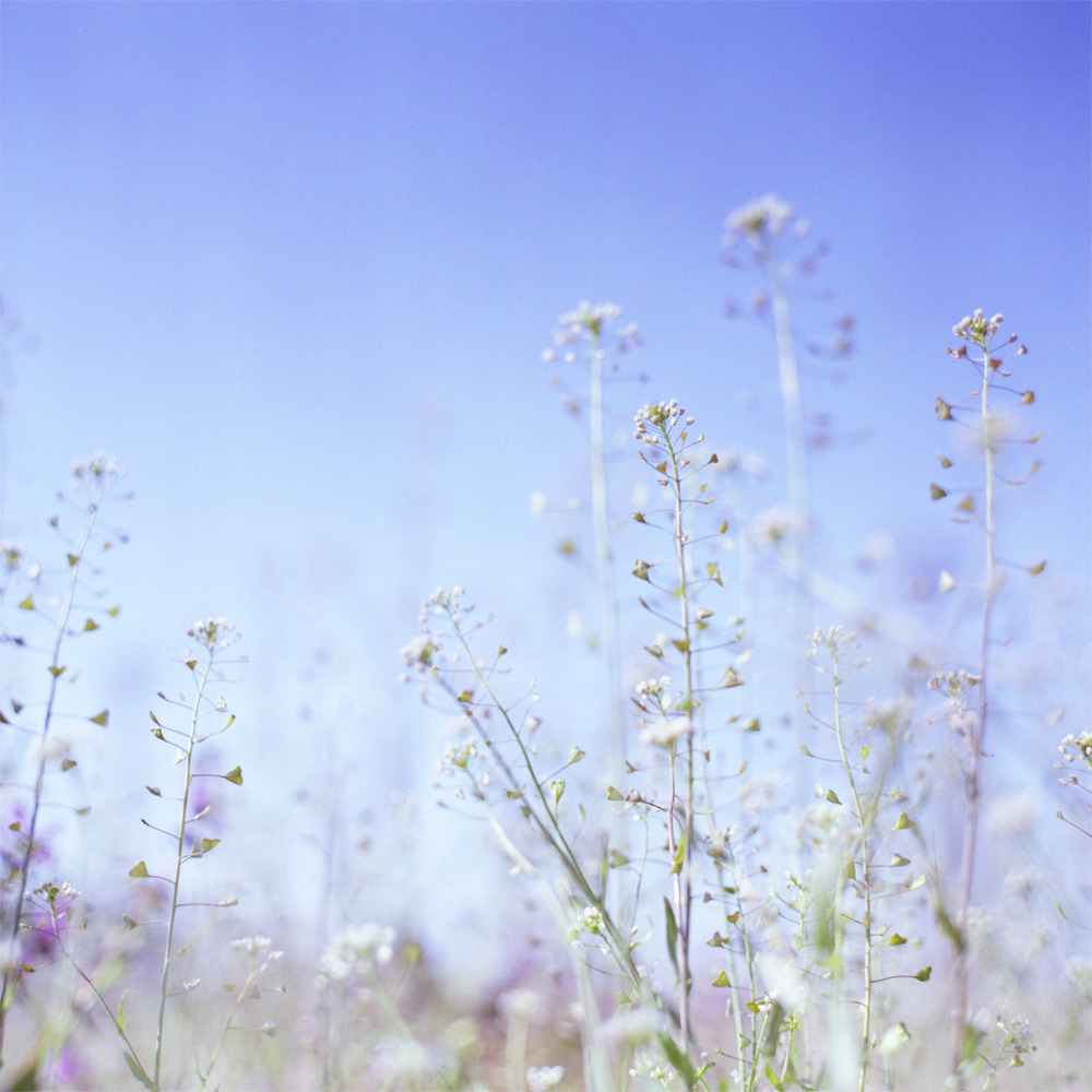 Spring breeze