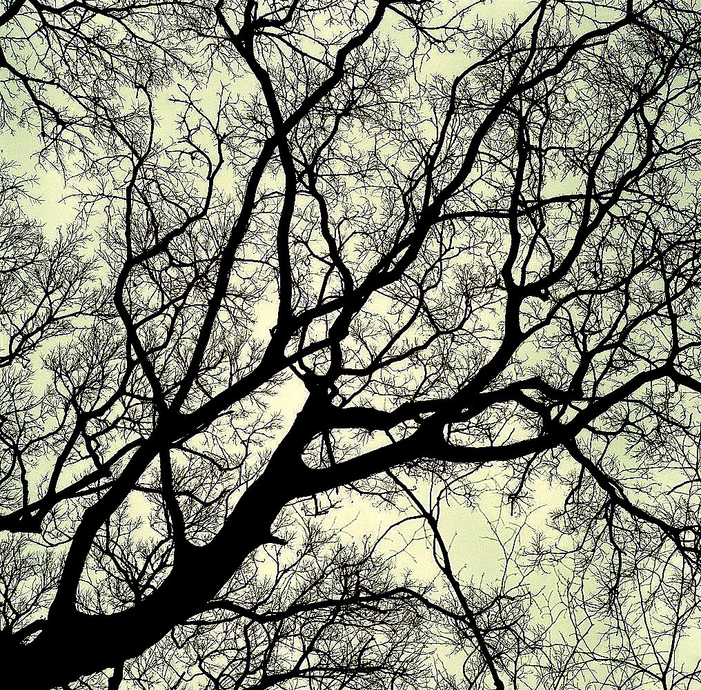 Capillary
