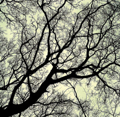 Capillary