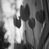 Monochrome　tulip