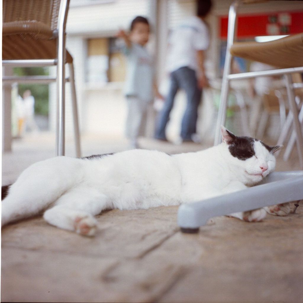 うたたねこ