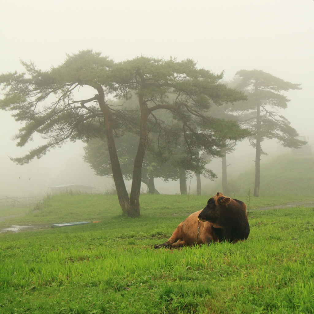 A foggy ranch