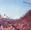 桜海