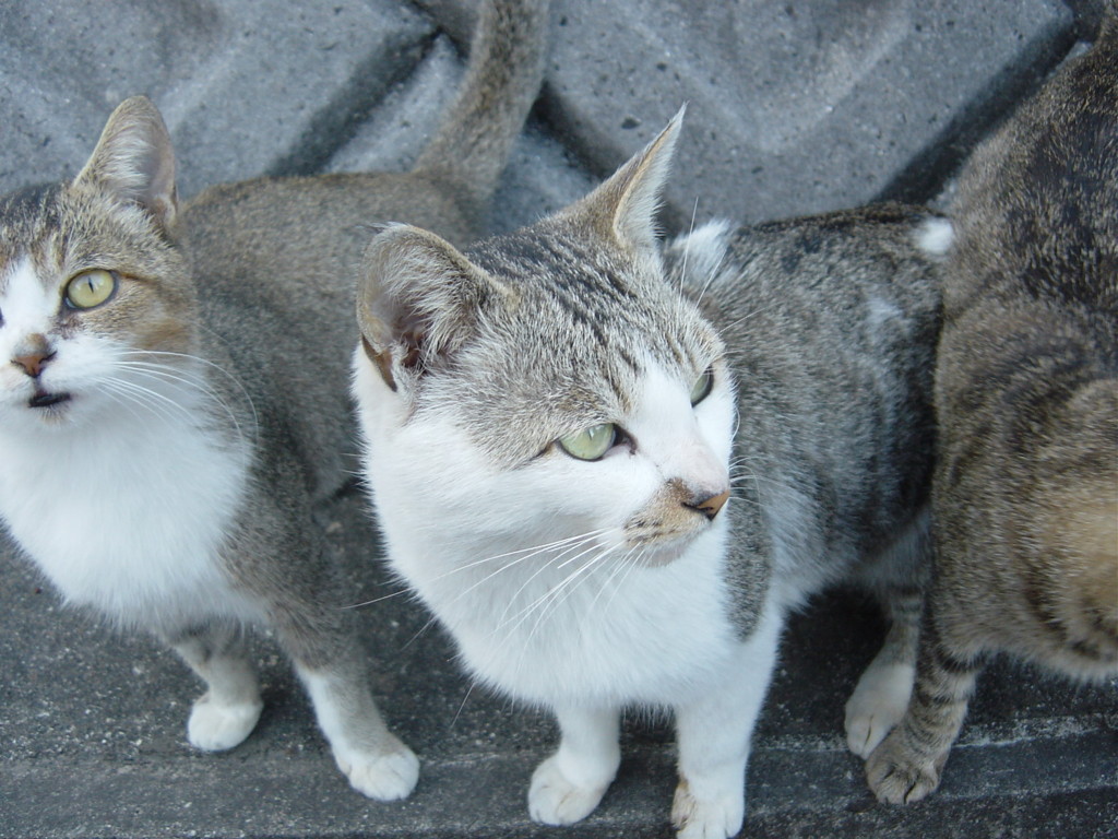 猫