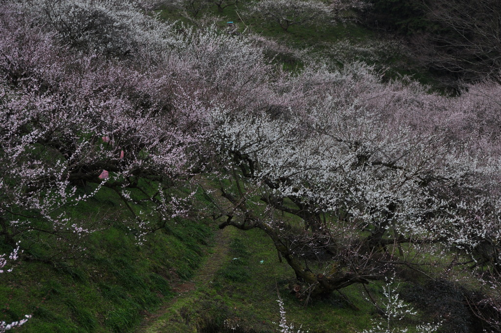 奈良県五條市 西吉野町