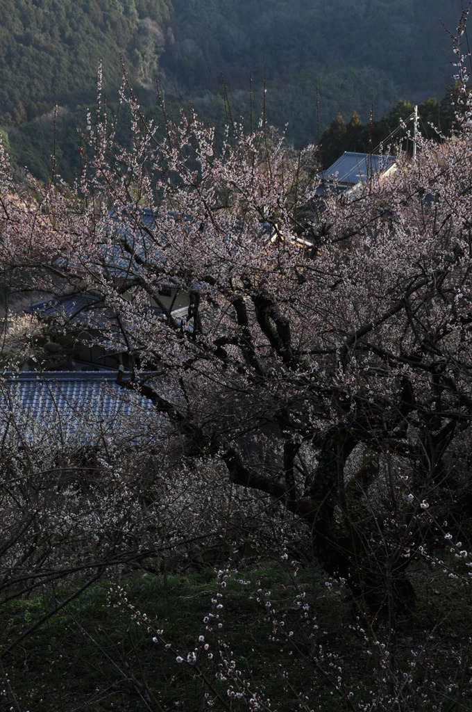 奈良県五條市 西吉野町