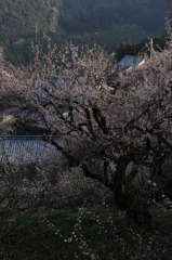 奈良県五條市 西吉野町