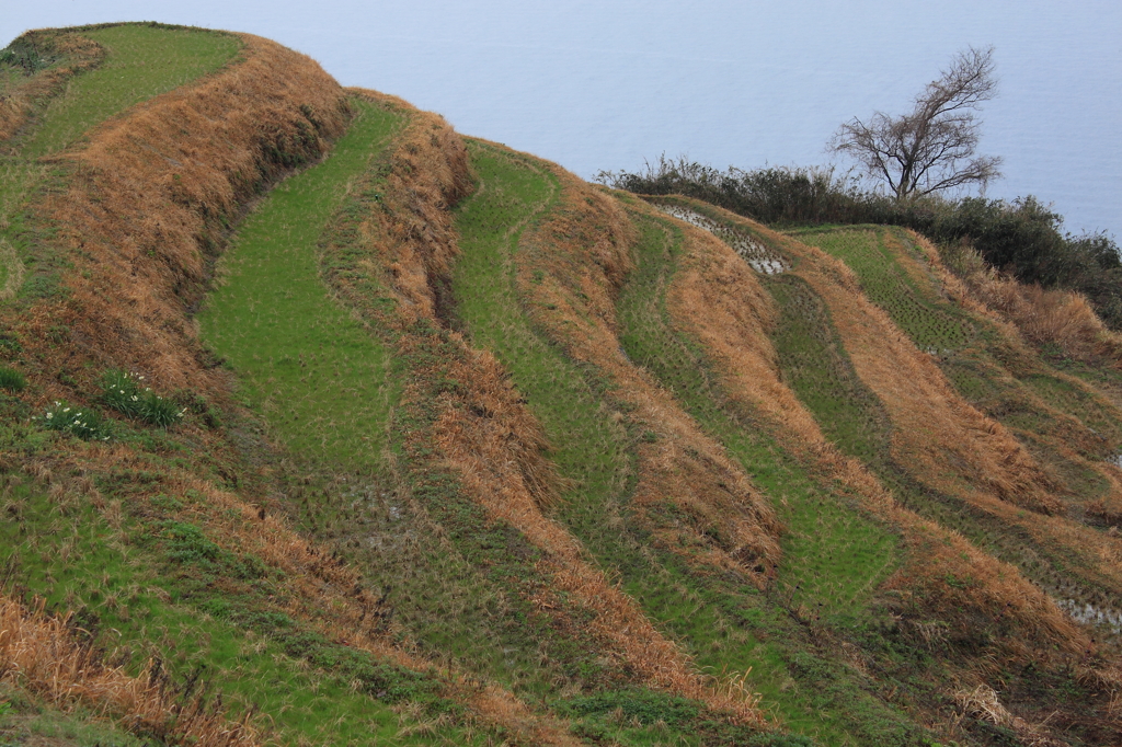 千枚棚田