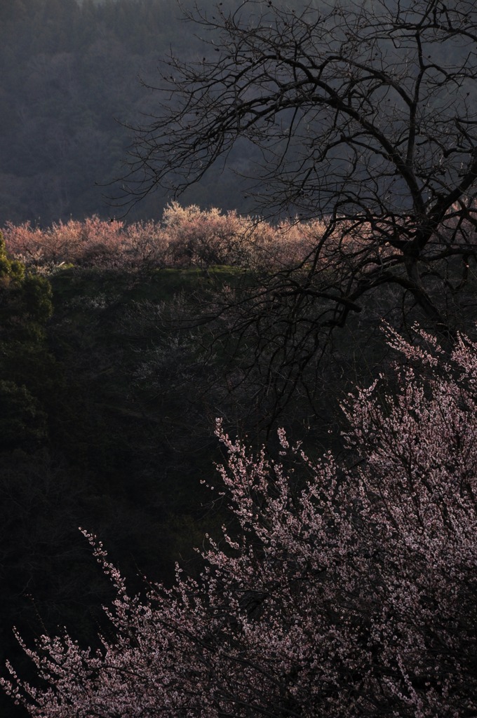 奈良県五條市 西吉野町