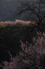 奈良県五條市 西吉野町