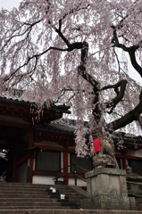 奈良県奈良市 氷室神社