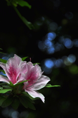 花詩