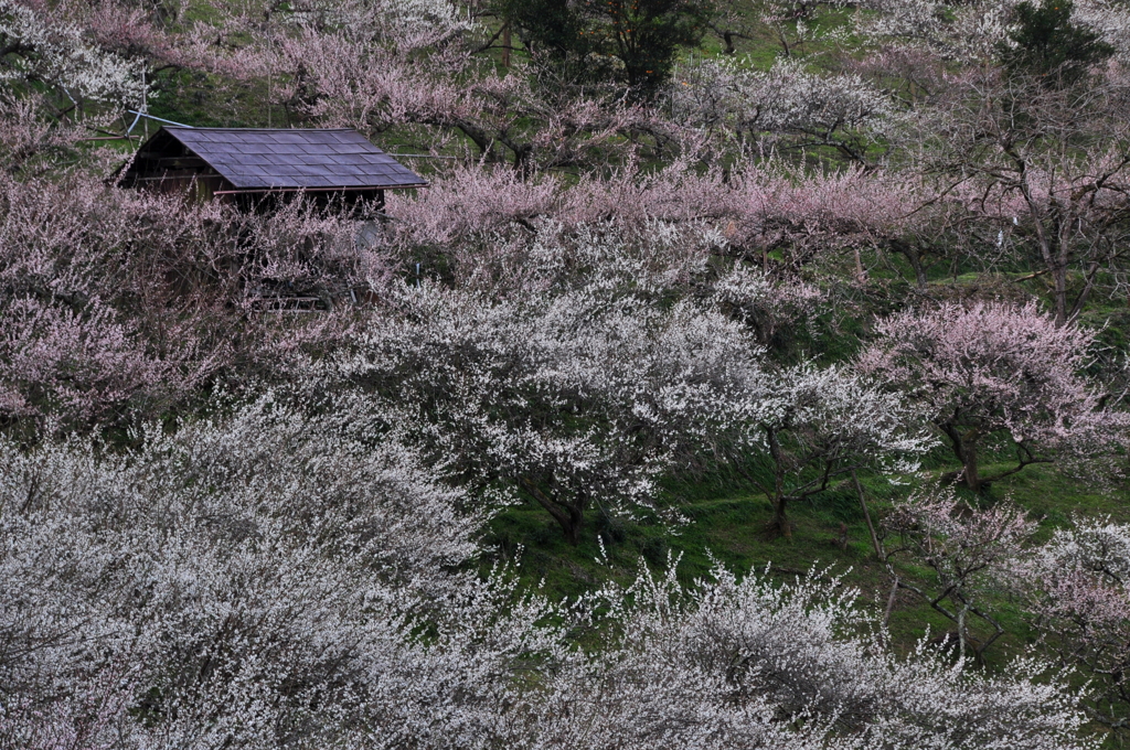 奈良県五條市 西吉野町