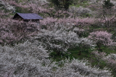 奈良県五條市 西吉野町