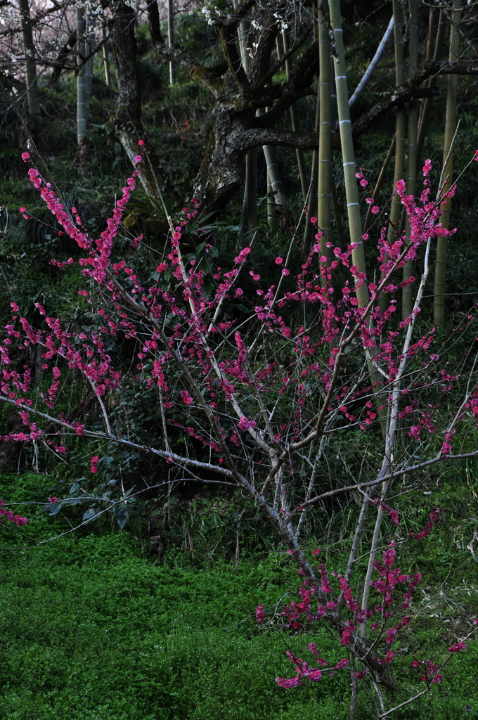 奈良県五條市 西吉野町