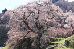 又兵衛桜